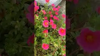 Lovely 😍😍 percelane 💕💕🦋🐝