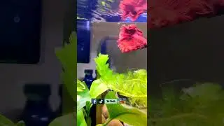 super red halfmoon rose tail #bettafish #aquarium #fish