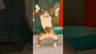 Petsdog And Petscat Video Part No 3 || #dogs #petsdogs #funnydogs #shortviral #catlife #catstagram