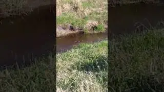 Sorsa poikue. five little ducks