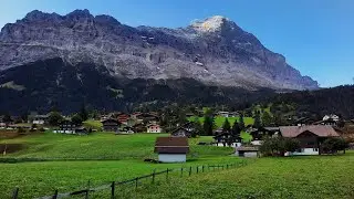 GRINDELWALD 2020 эдельвейсы на альпийских лугах...
