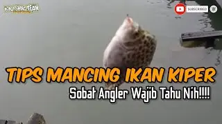 Karakteristik Dan Habitat Mancing Ikan Kiper Scatophagus Argus Fish