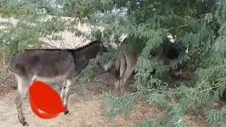 😱 Donkey Mating In Jungle #animals #farmanimal #donkey 