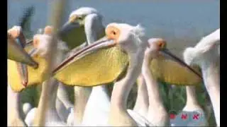 Danube Delta (UNESCO/NHK)