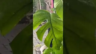 SLEEP TERAPHY ASMR RAIN SOUNDS HEAVY RAIN AND THUNDERSTORM ON RHAPHIDOPHORA PERTUSA,