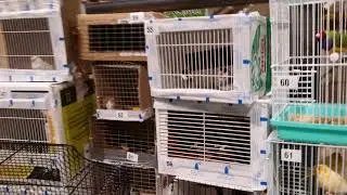 Birds market UK. Clitheroe Auction.
