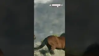 Horses: Companions Through History