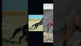 Ахалтекинцы