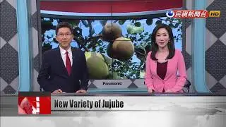Research center develops new variety of jujube that&rsquo;s sweeter than ever