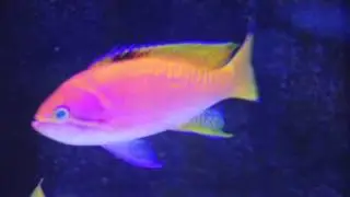 Pseudanthias bimaculatus
