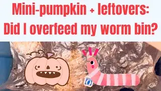 Mini-pumpkin + leftover food: Did I overfeed my worm bin last time?