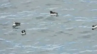 Atlantic Puffin (Fratercula arctica), Razorbill (Alca torda), Guillemot (Uria aalge) on the sea.