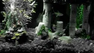 YoYo Loaches having the fish sex