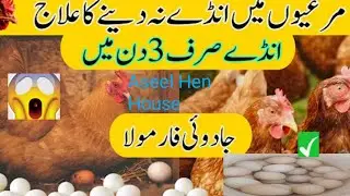 How to get more eggs from a hen | Egg Production Increase Trick | Poultry Tips 2025. Desi hen care