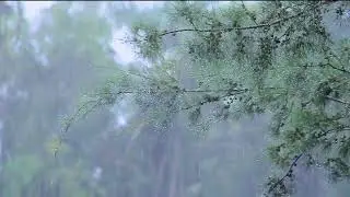 Calming Thunderstorm Rain Sounds 🌧️ | Ultimate Sleep & Relaxation Ambience for Stress Relief.