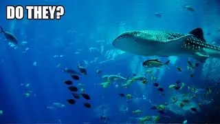 Do fish have a hierarchy? Social structure among fish