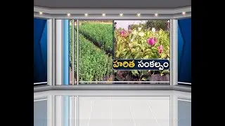 Avenue Plantation | Massive Plantation Drive | Along National Highways | Started by Forest Dept