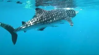 Snorkeling with Whalesharks in Oman, Daymaniyat Island