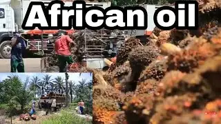 African Oil/Kelapa Sawit Sabah Malaysia