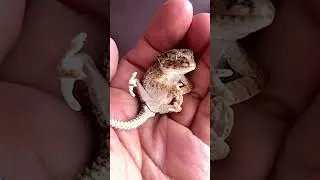 Helmeted Gecko flipping over #shorts