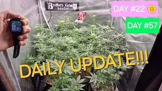 SEED TO HARVEST Flower Day #22! Burnt Apple, Burnt Watermelon, Space Queen, Hippie Grape, NLXC99