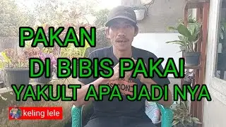 pakan di bibis pakai yakult boleh atau tida#@keling lele