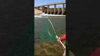 How we get our STURGEON BAIT! #shorts #fishing #fishingshorts #fishingvideo