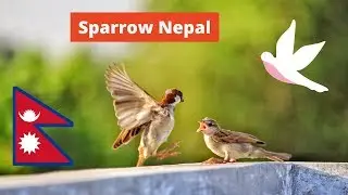 Sparrow Nepal
