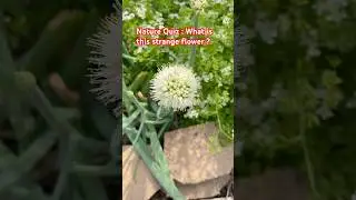 Nature Quiz: What is the strange flower?#NatureQuiz#WhatFlowerIsThis#GardenFun#PlantLovers