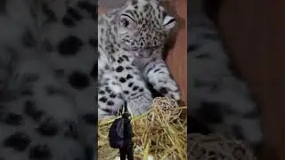 Detik-detik melihat kelucuan anak macan salju