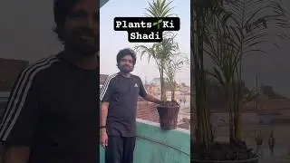 Plants Ki Shadi 💕Karwa Di 😂 #shorts #plants #tree #planting #viral