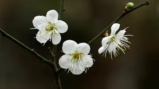 精拍梅花3，6瓣梅花 + Leo Rojas南美排笛2曲