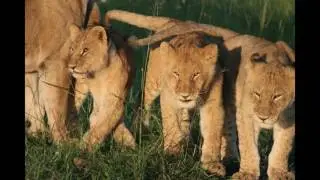 Think of going Safari in East Africa Tanzania