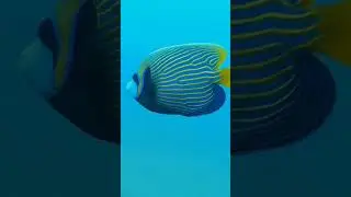 #templeadventures #scubadiving #pondicherry #india