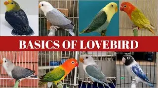 Basics of Lovebird