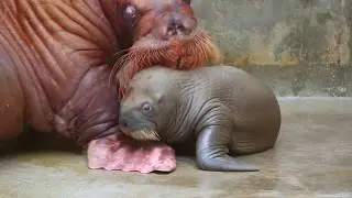 First Walrus Calf in Park History | SeaWorld Orlando