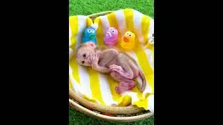 Cute Monkey Taki Playing with Toys