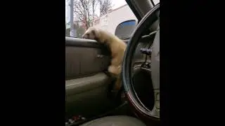 Ferret jump fail. Da Bean overestimated himself