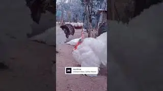 Turkey spl