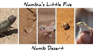 Namibia's Little Five - Namib Desert Tour