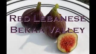 Red Lebanese Bekaa Valley