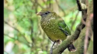 Rainforest Dawn &ndash; Honeyeater & Green Catbird | 雨林黎明：蜜雀與綠貓鳥晨歌
