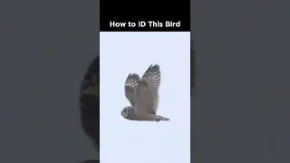 Can you identify this owl?