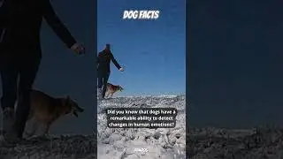 Canine Emotion Detectives: Dogs' Remarkable Ability to Sense Human Emotions! #shortsfeed #dogfacts