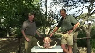 Graham Sales Safaris | Plains Game Safari | Warthog hunting experience in South Africa 🇿🇦