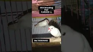 Java finches 💫available 💥 #trending #pets