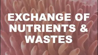 Exchange of Nutrients & Wastes