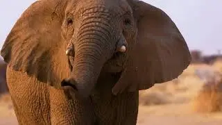 Adventurous Namibia Wildlife- Trailer (Full video coming soon!!!) #shorts #viral #trending #ytshorts