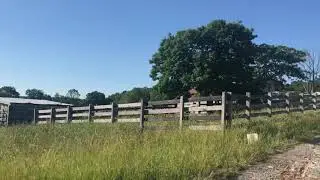 Moving cattle using Alfahay