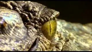 Dragons Alive   Future Reptiles english Documentary on BBC part 1